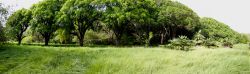 HofiMango_20110407_002